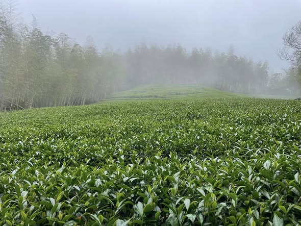 【新茶上市】高海拔炭焙烏龍茶 – 龍眼炭焙 × 甘甜厚潤 中發酵 150g包裝:圖片 4